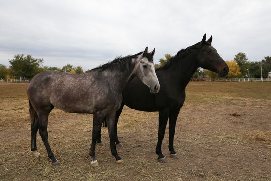 Voskhod Stud Farm in Krasnodar Region