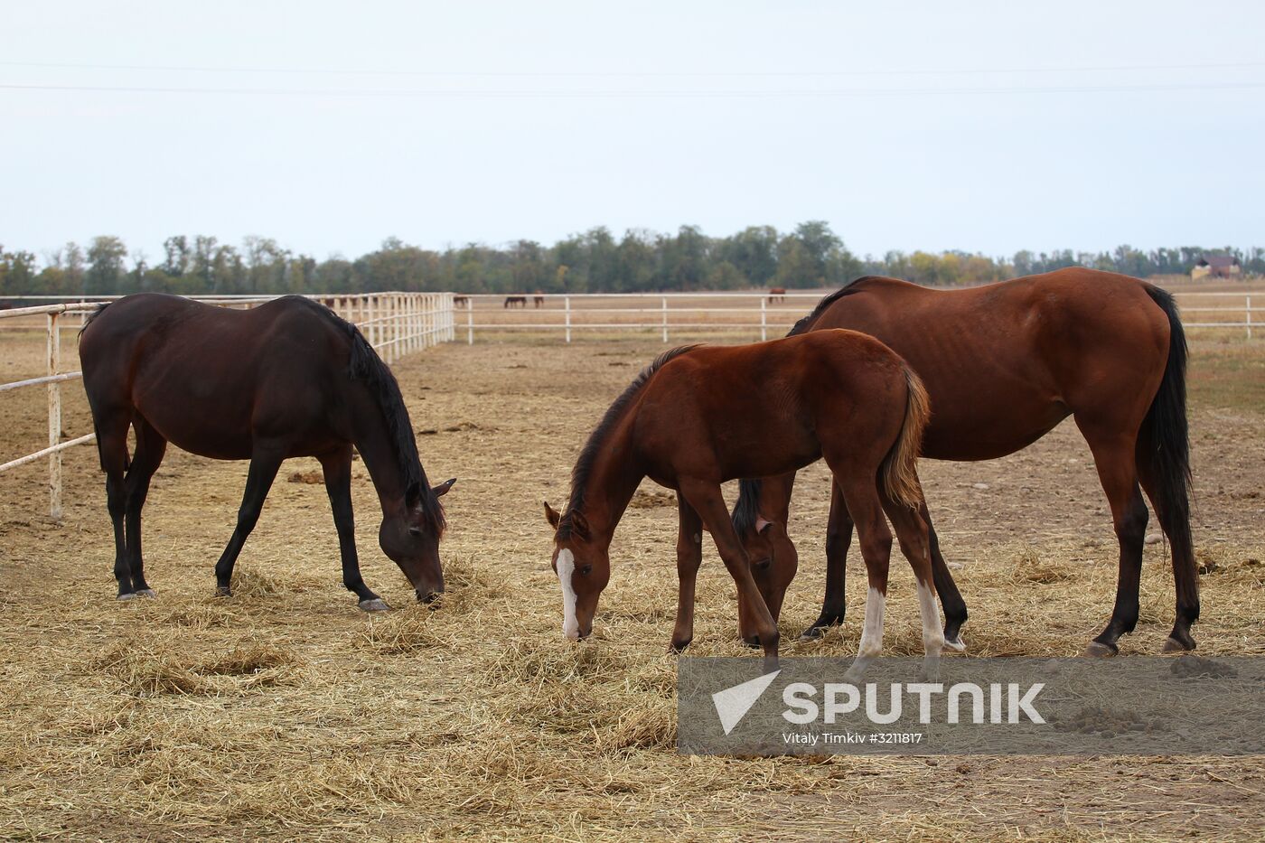 Voskhod Stud Farm in Krasnodar Region