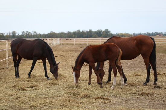 Voskhod Stud Farm in Krasnodar Region