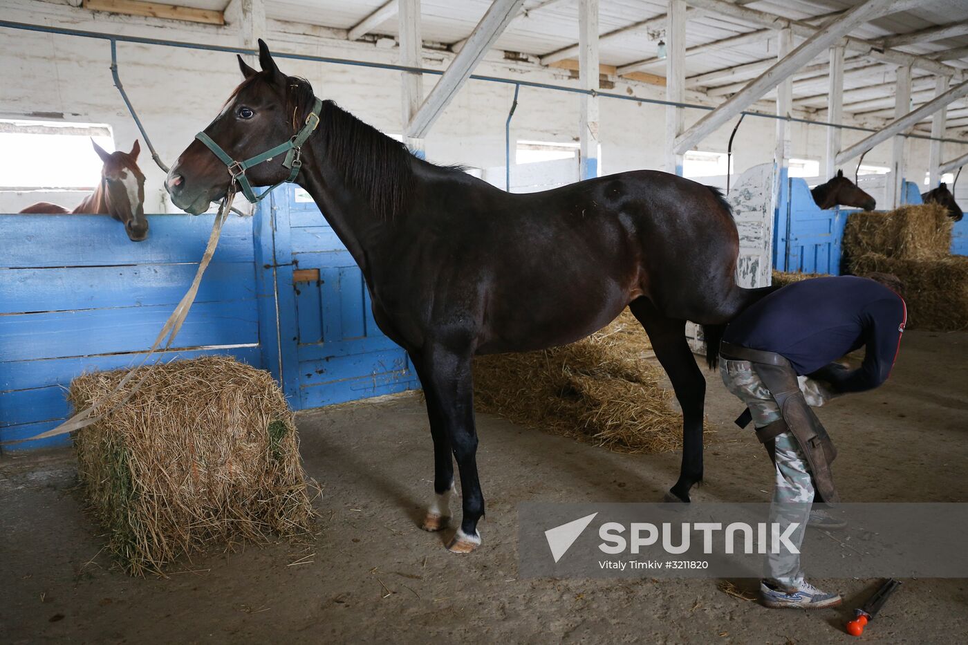Voskhod Stud Farm in Krasnodar Territory