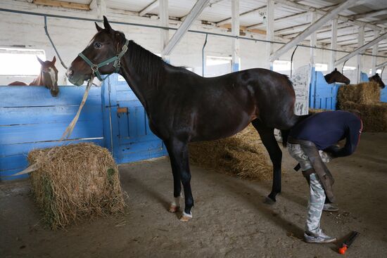 Voskhod Stud Farm in Krasnodar Territory