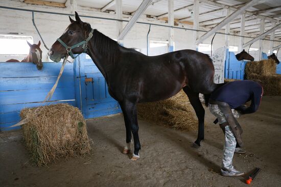 Voskhod Stud Farm in Krasnodar Territory