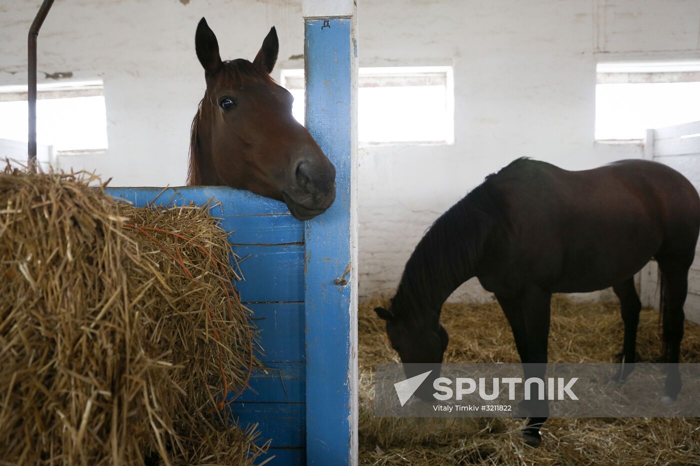 Voskhod Stud Farm in Krasnodar Territory