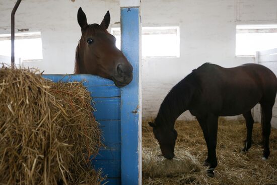 Voskhod Stud Farm in Krasnodar Territory