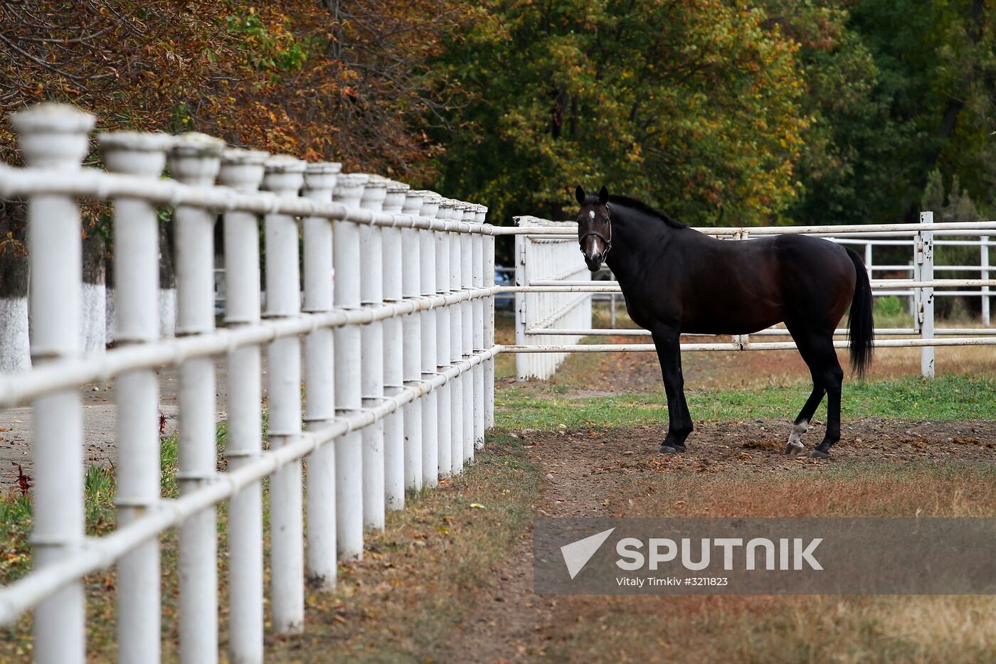 Voskhod Stud Farm in Krasnodar Region