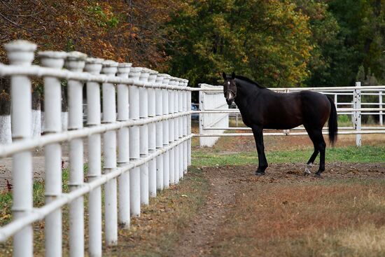 Voskhod Stud Farm in Krasnodar Region