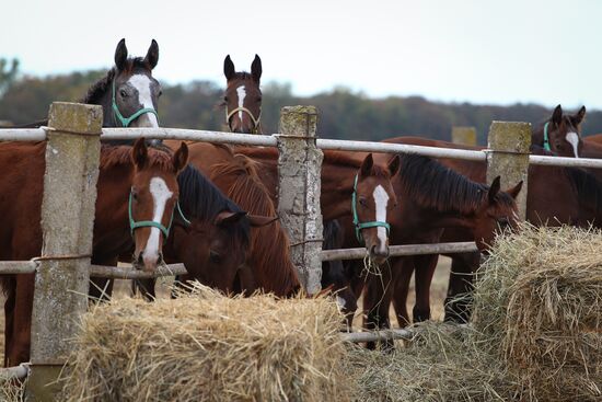 Voskhod Stud Farm in Krasnodar Region