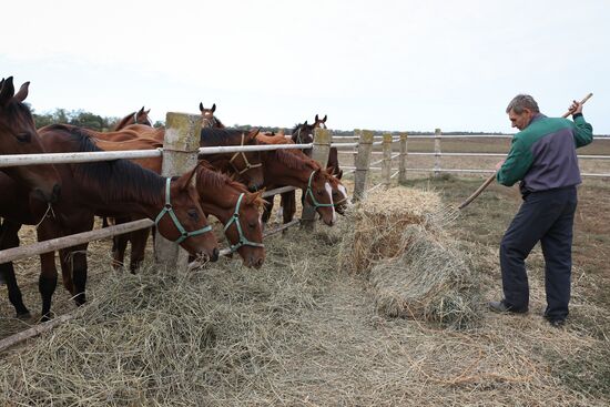 Voskhod Stud Farm in Krasnodar Territory