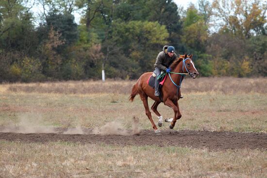 Voskhod Stud Farm in Krasnodar Territory