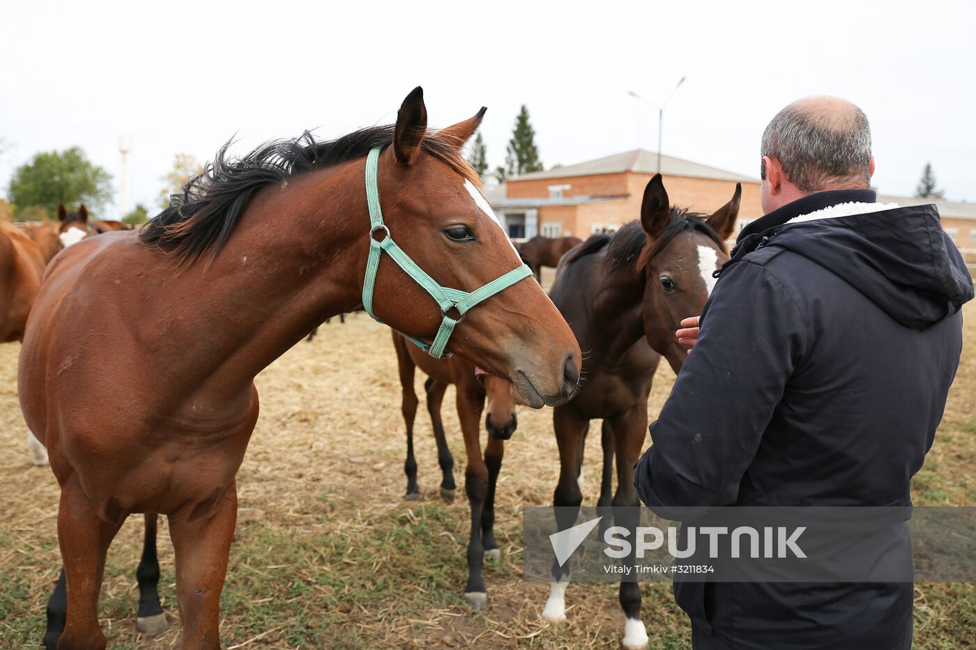 Voskhod Stud Farm in Krasnodar Territory