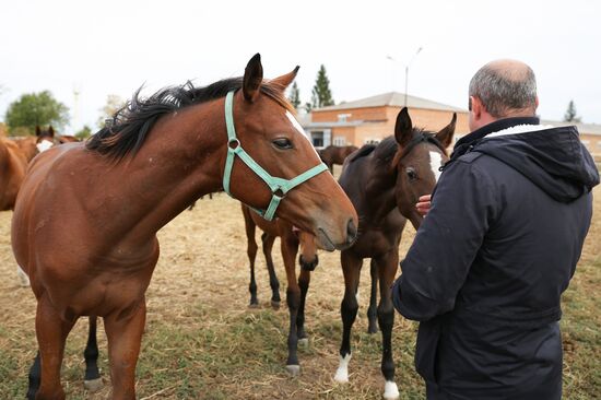 Voskhod Stud Farm in Krasnodar Territory