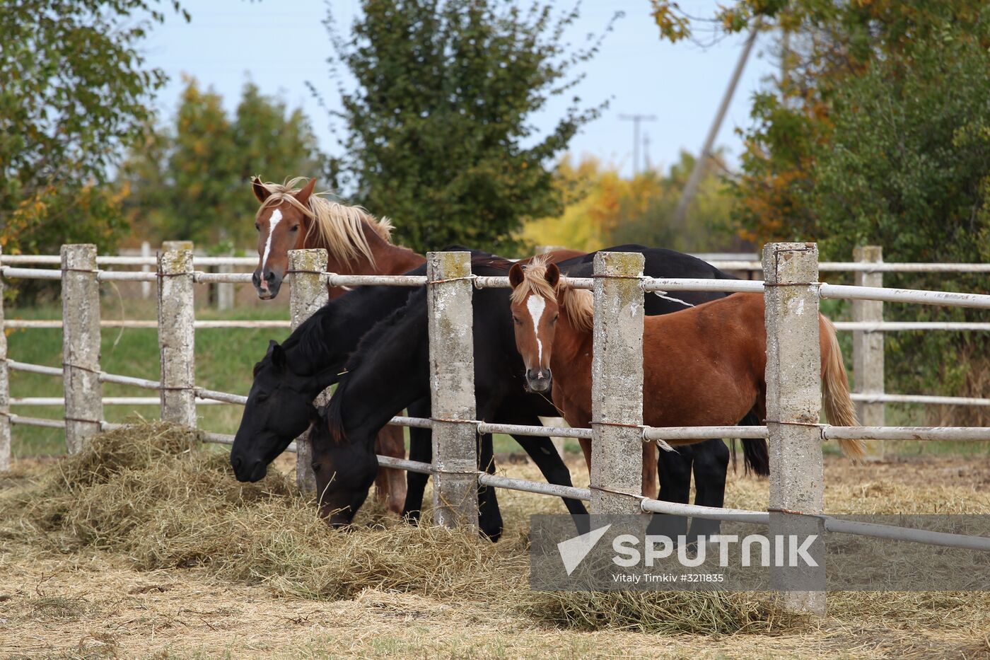 Voskhod Stud Farm in Krasnodar Region