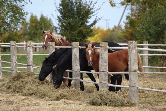 Voskhod Stud Farm in Krasnodar Region