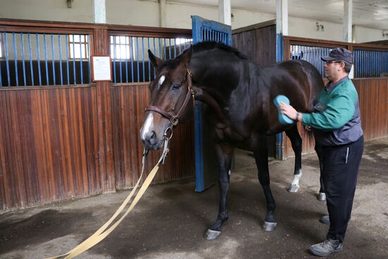 Voskhod Stud Farm in Krasnodar Territory