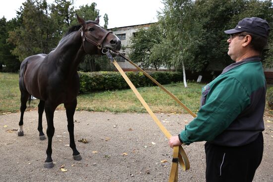 Voskhod Stud Farm in Krasnodar Territory