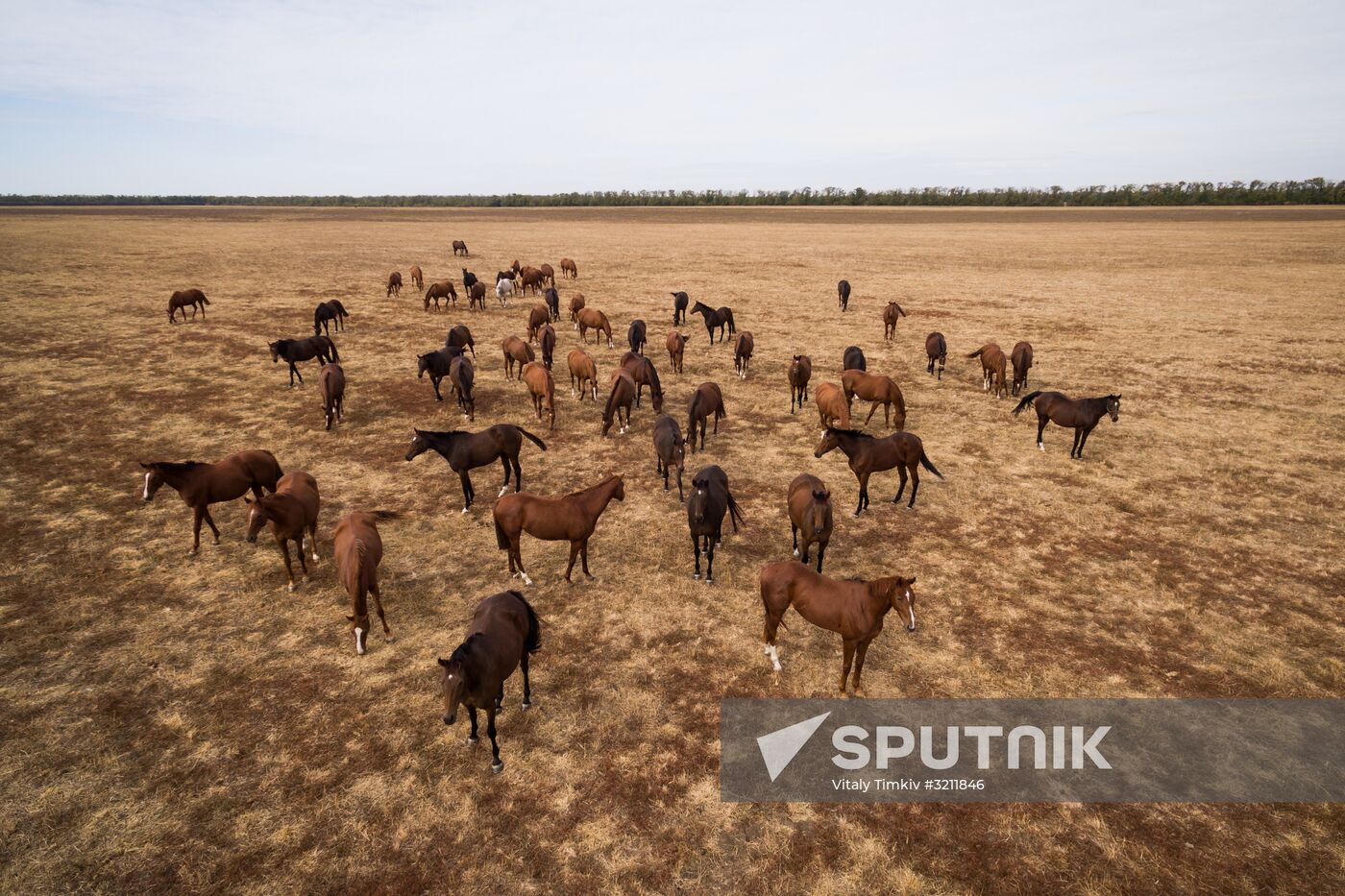 Voskhod Stud Farm in Krasnodar Territory