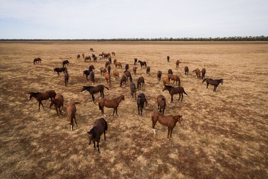 Voskhod Stud Farm in Krasnodar Territory