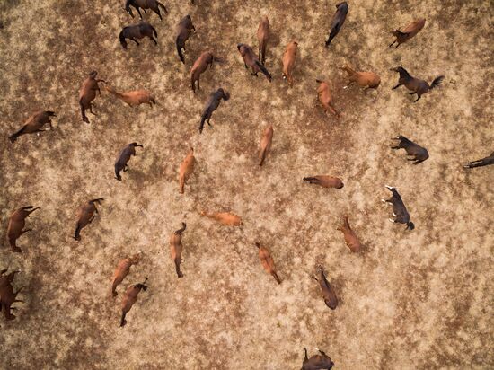 Voskhod Stud Farm in Krasnodar Territory