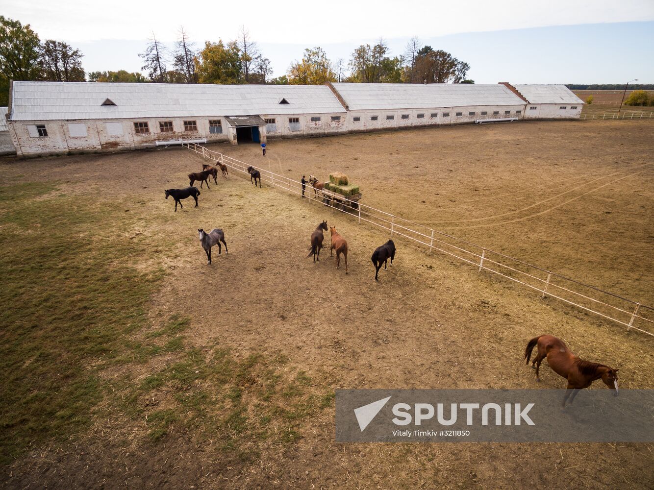 Voskhod Stud Farm in Krasnodar Region