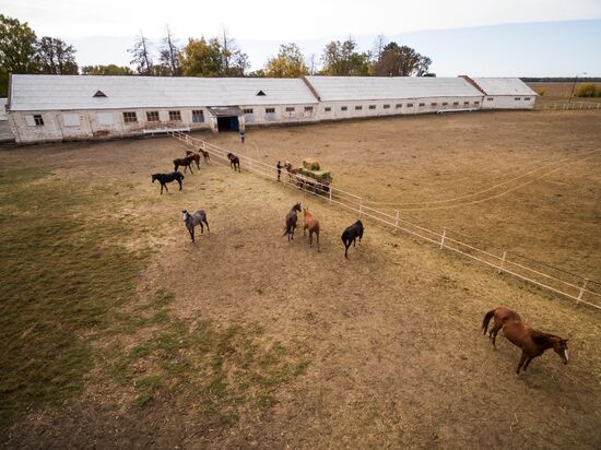Voskhod Stud Farm in Krasnodar Region