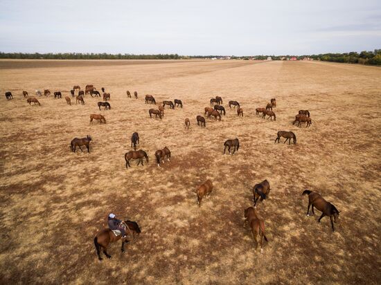 Voskhod Stud Farm in Krasnodar Territory