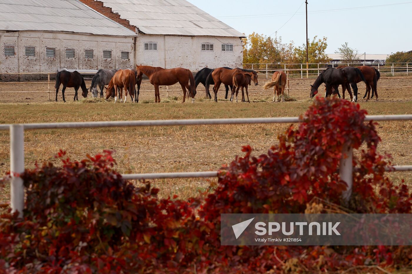 Voskhod Stud Farm in Krasnodar Region