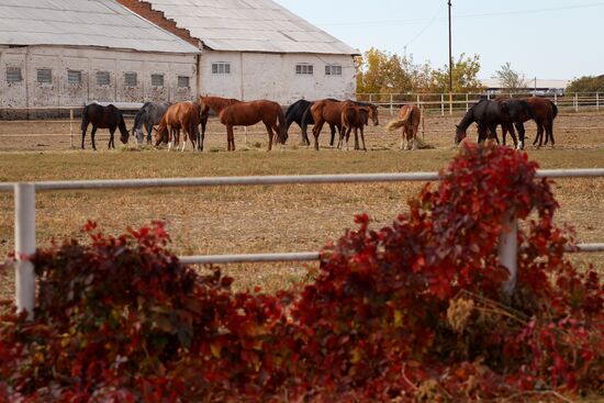 Voskhod Stud Farm in Krasnodar Region