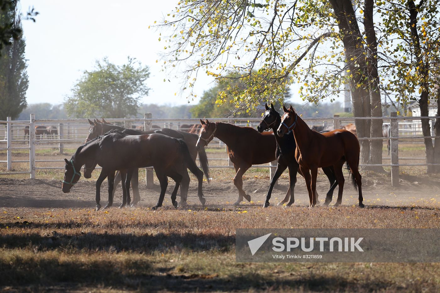 Voskhod Stud Farm in Krasnodar Region