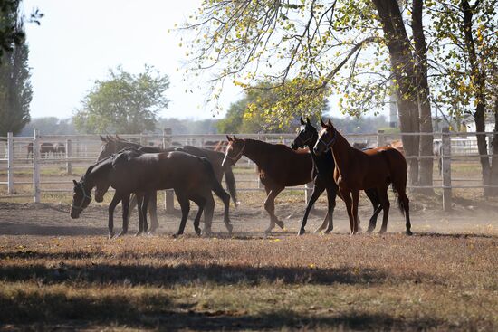 Voskhod Stud Farm in Krasnodar Region