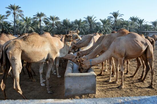 Countries of the world. Bahrain