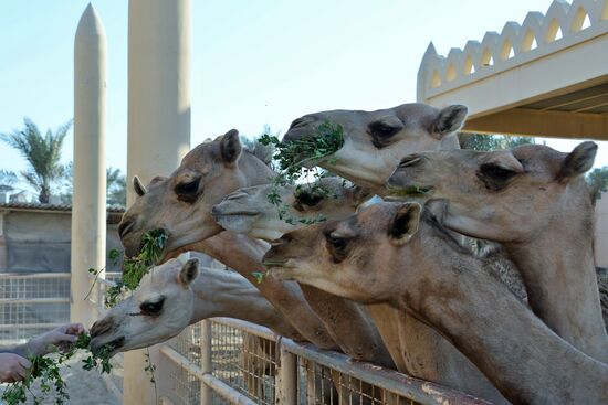 Countries of the world. Bahrain