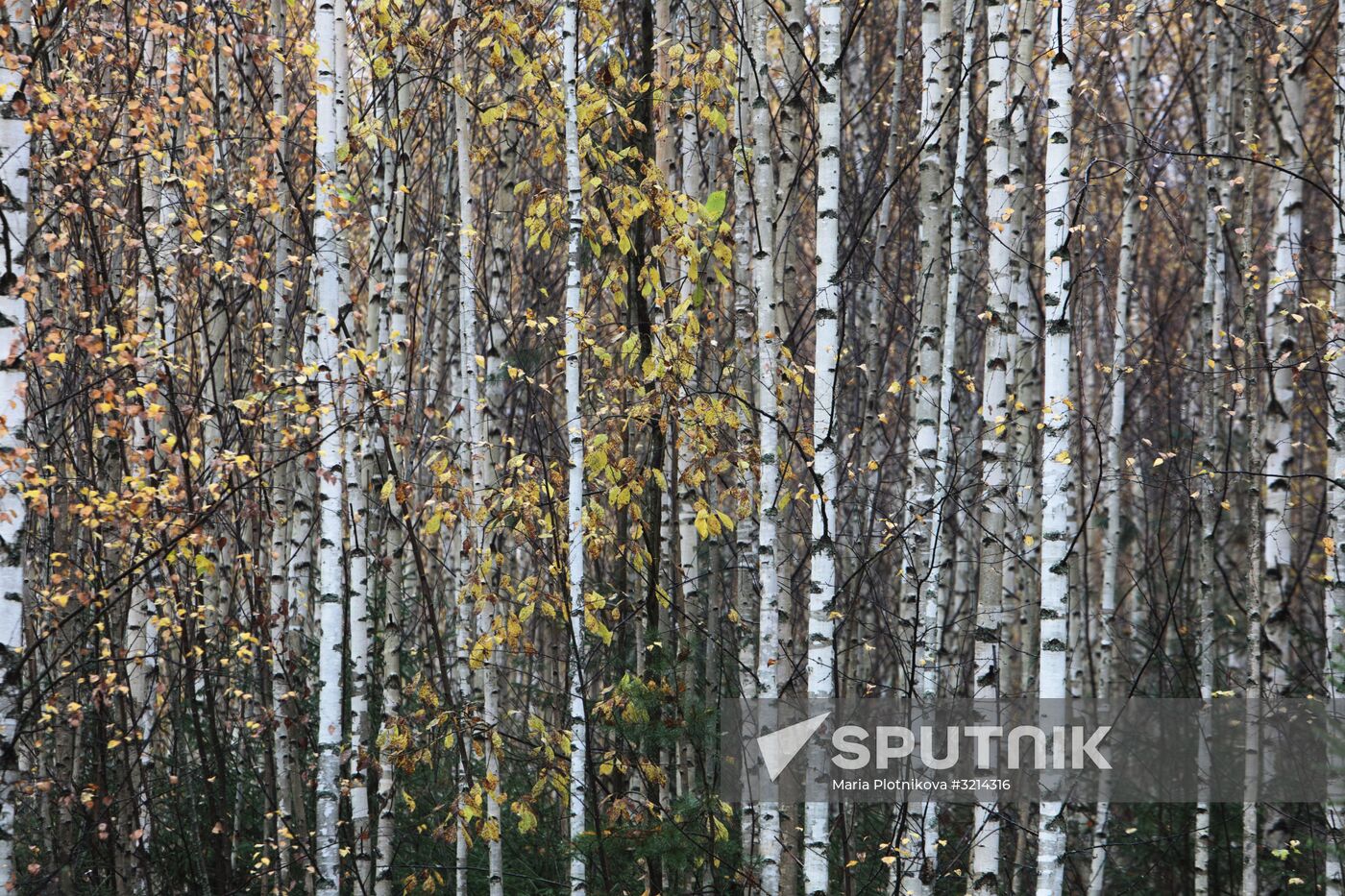 Golden autumn in Plyos, Russia