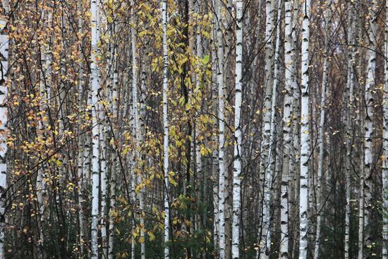 Golden autumn in Plyos, Russia