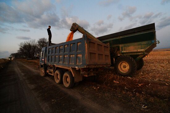 Corn harvesting in Primorye Territory