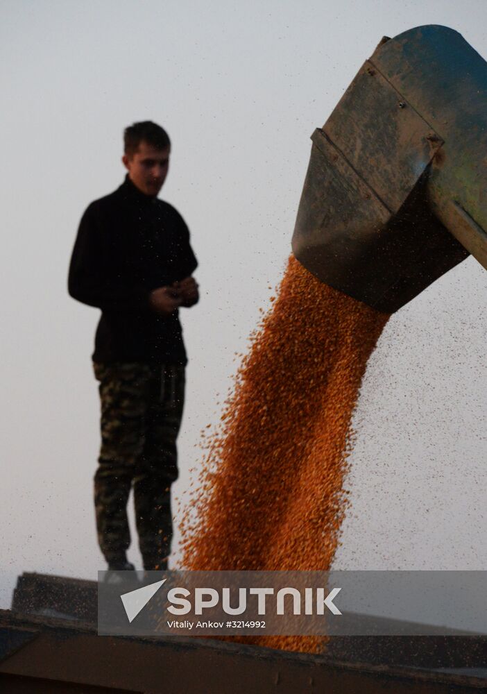 Corn harvesting in Primorye Territory