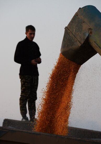 Corn harvesting in Primorye Territory