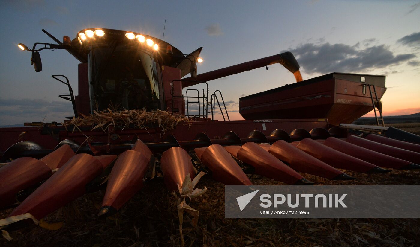 Corn harvesting in Primorye Territory