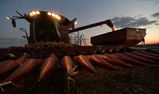 Corn harvesting in Primorye Territory