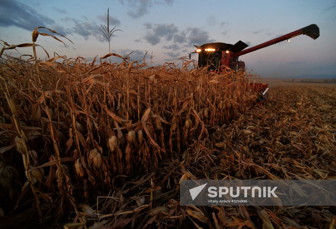 Corn harvesting in Primorye Territory