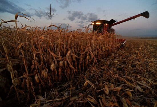 Corn harvesting in Primorye Territory