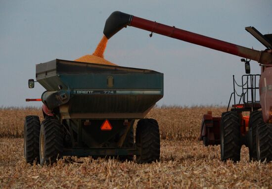 Corn harvesting in Primorye Territory