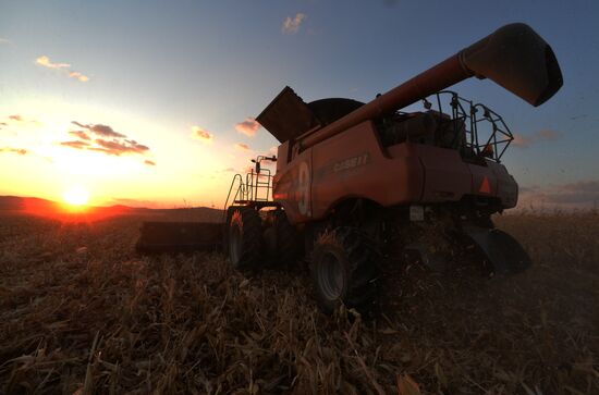 Corn harvesting in Primorye Territory