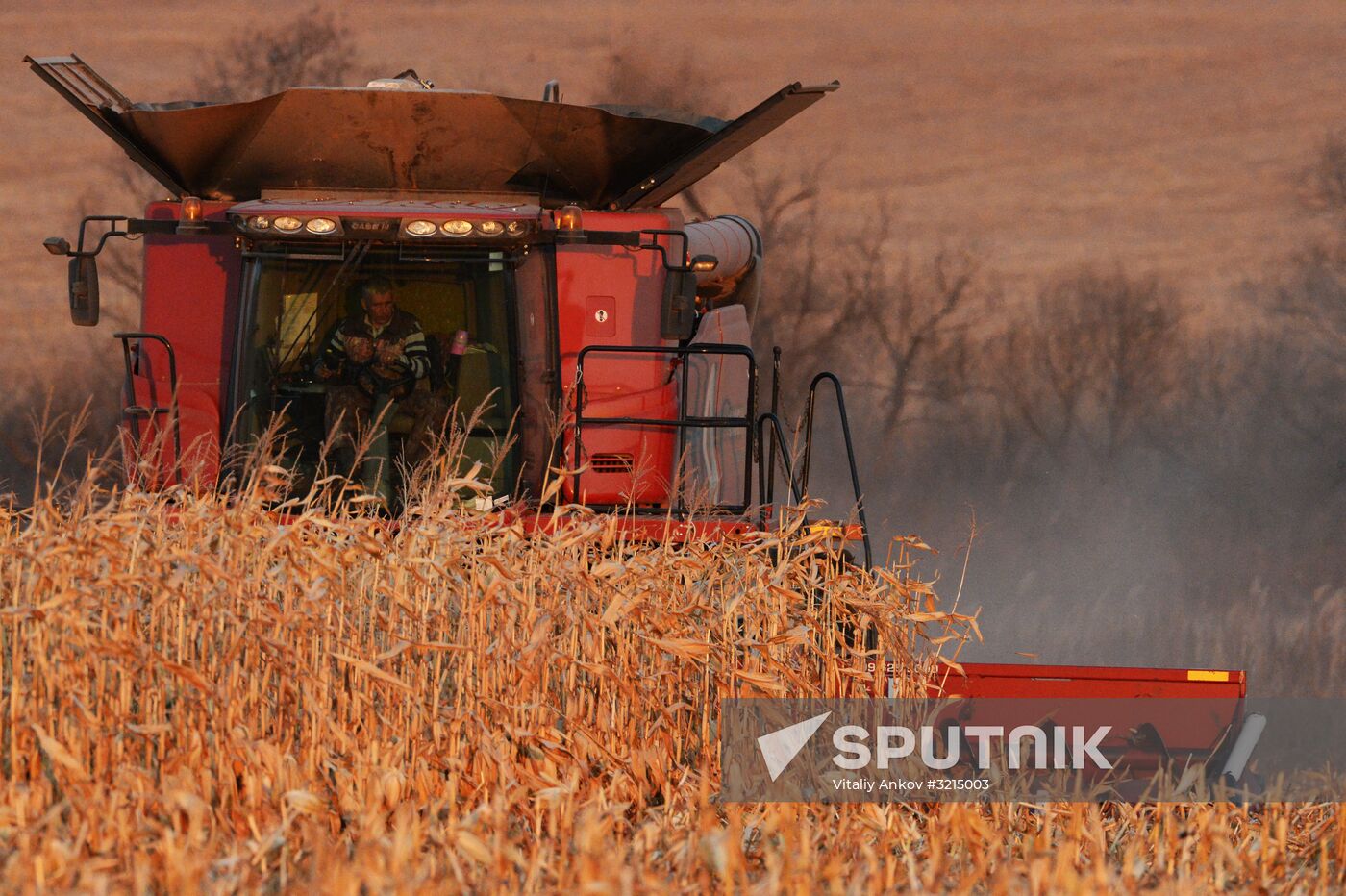 Corn harvesting in Primorye Territory