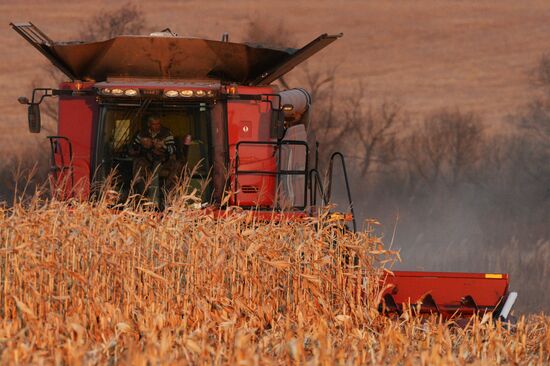 Corn harvesting in Primorye Territory