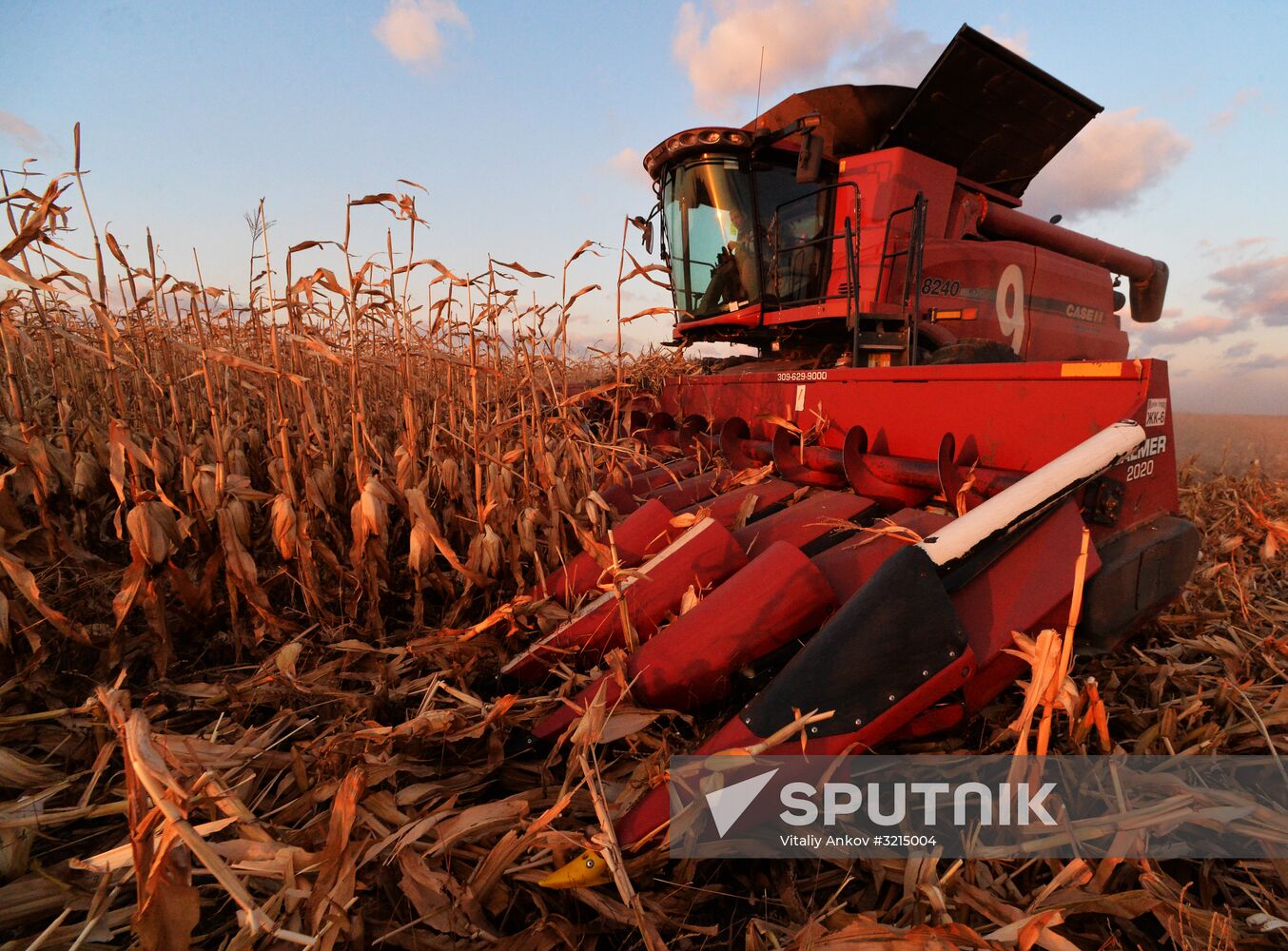 Corn harvesting in Primorye Territory