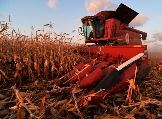Corn harvesting in Primorye Territory