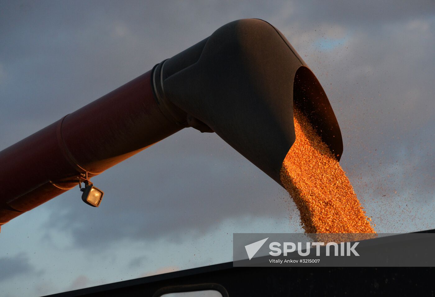Corn harvesting in Primorye Territory