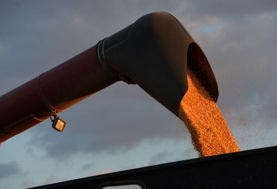 Corn harvesting in Primorye Territory