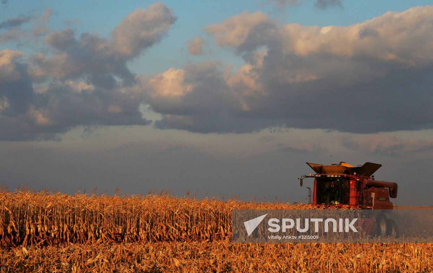 Corn harvesting in Primorye Territory
