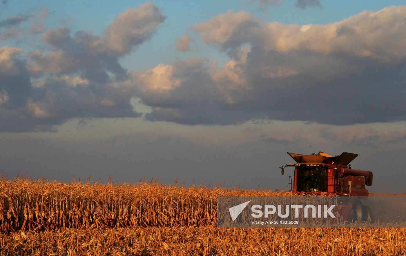 Corn harvesting in Primorye Territory